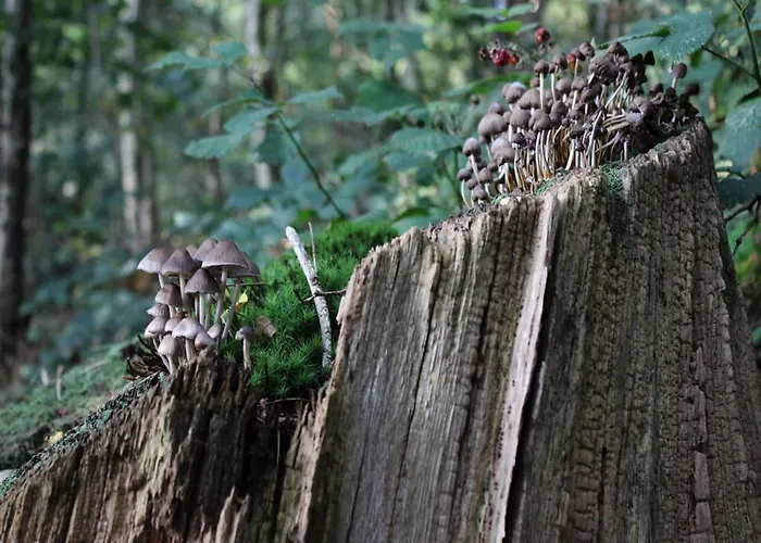 بيت للعطل Spacious In Voorhuizen With Terrace